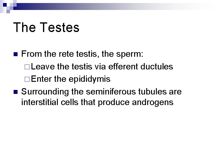 The Testes n n From the rete testis, the sperm: ¨ Leave the testis