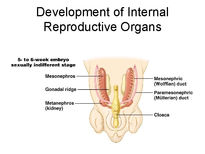 Development of Internal Reproductive Organs 