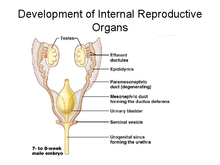 Development of Internal Reproductive Organs 