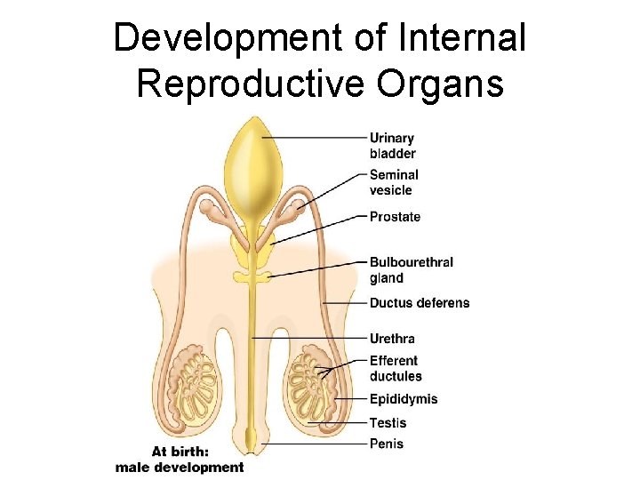 Development of Internal Reproductive Organs 