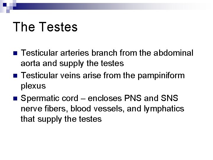The Testes n n n Testicular arteries branch from the abdominal aorta and supply