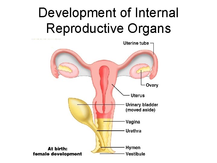 Development of Internal Reproductive Organs 
