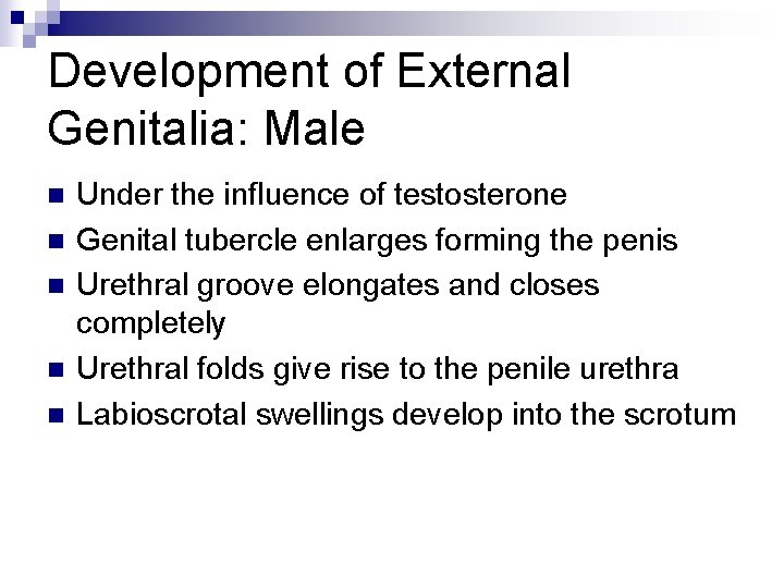 Development of External Genitalia: Male n n n Under the influence of testosterone Genital