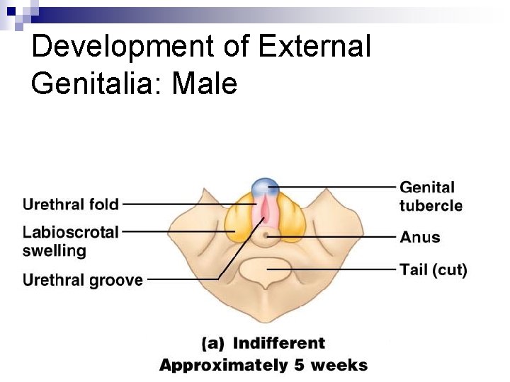 Development of External Genitalia: Male 