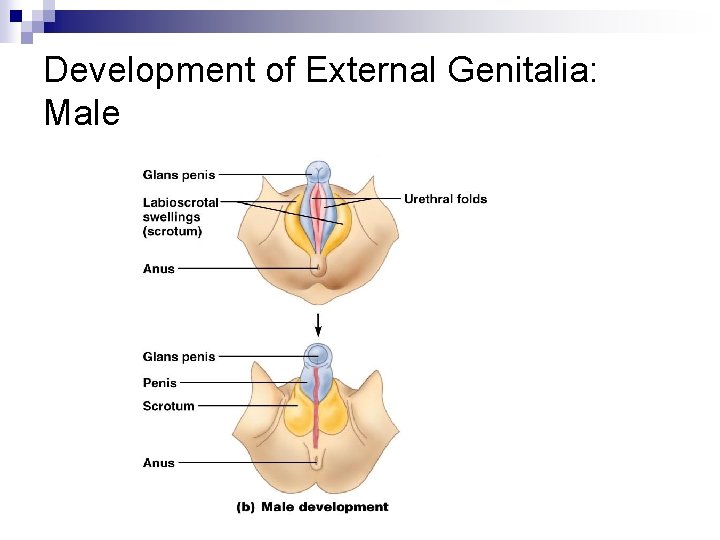 Development of External Genitalia: Male 