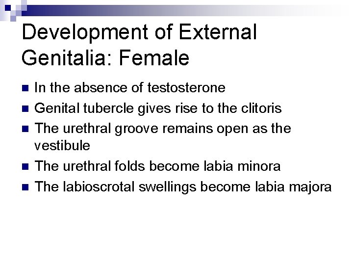 Development of External Genitalia: Female n n n In the absence of testosterone Genital