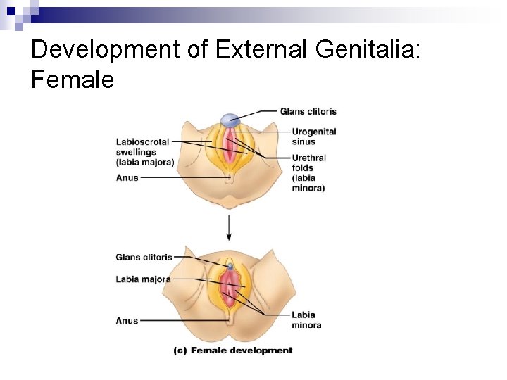 Development of External Genitalia: Female 