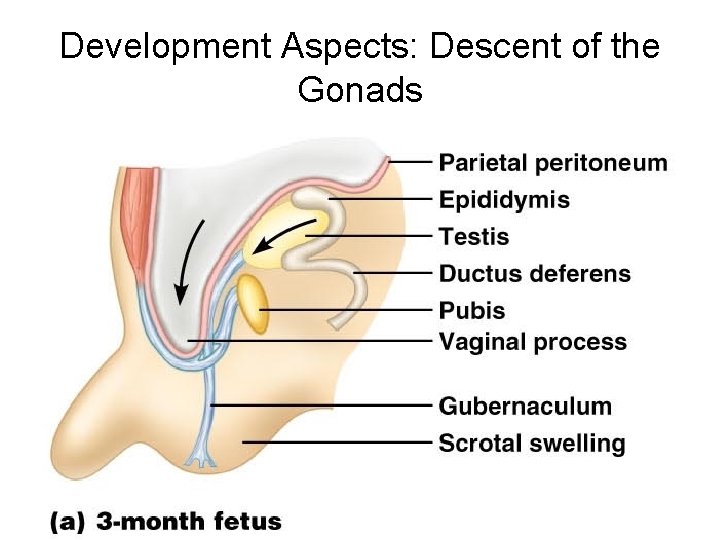 Development Aspects: Descent of the Gonads 