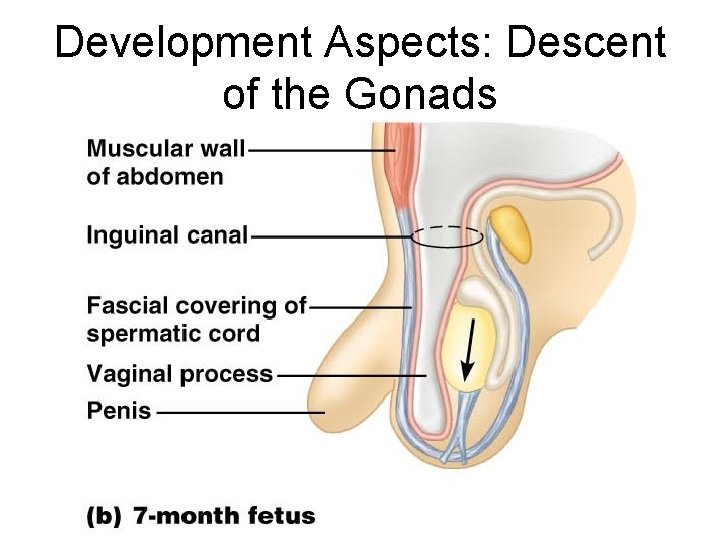 Development Aspects: Descent of the Gonads 