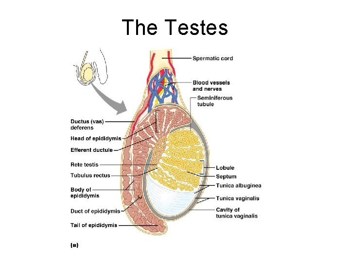 The Testes 