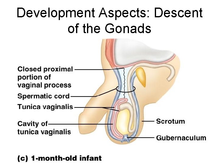Development Aspects: Descent of the Gonads 
