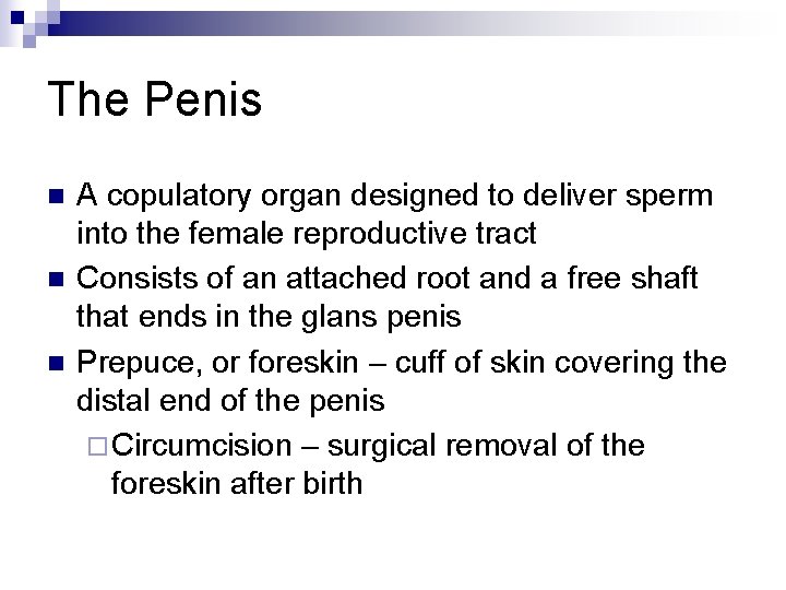 The Penis n n n A copulatory organ designed to deliver sperm into the