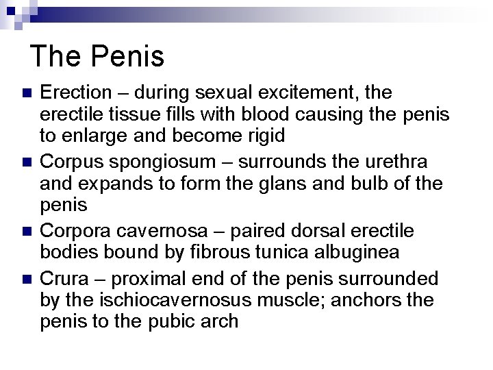 The Penis n n Erection – during sexual excitement, the erectile tissue fills with