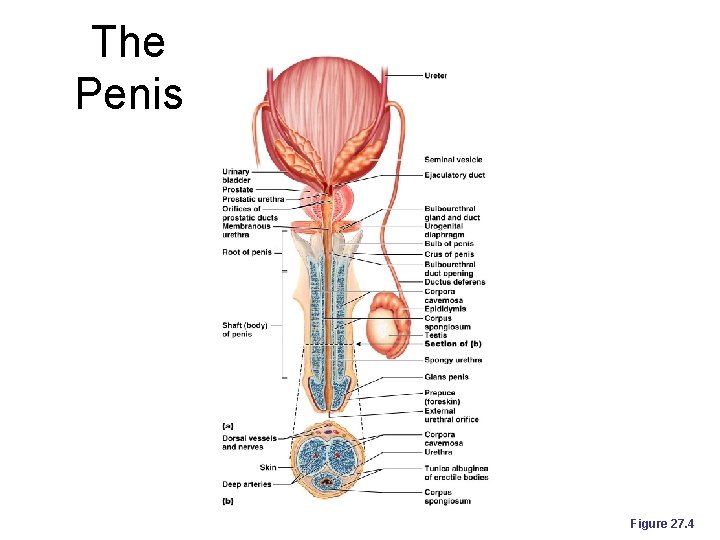 The Penis Figure 27. 4 