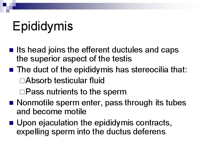 Epididymis n n Its head joins the efferent ductules and caps the superior aspect