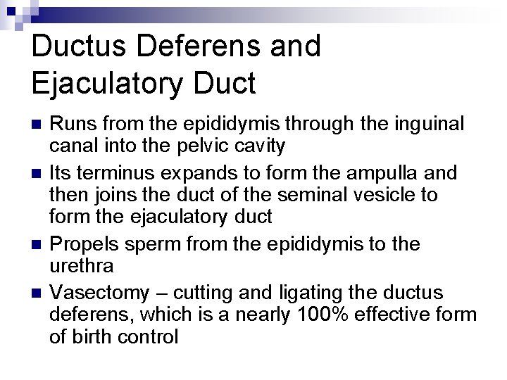 Ductus Deferens and Ejaculatory Duct n n Runs from the epididymis through the inguinal