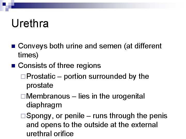 Urethra n n Conveys both urine and semen (at different times) Consists of three