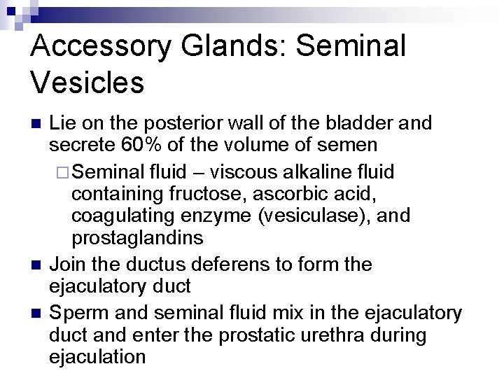 Accessory Glands: Seminal Vesicles n n n Lie on the posterior wall of the