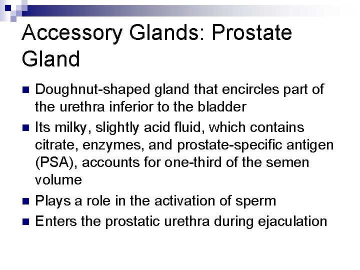 Accessory Glands: Prostate Gland n n Doughnut-shaped gland that encircles part of the urethra