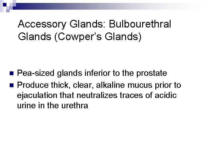 Accessory Glands: Bulbourethral Glands (Cowper’s Glands) n n Pea-sized glands inferior to the prostate