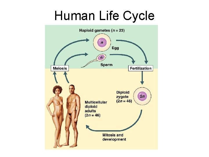 Human Life Cycle 