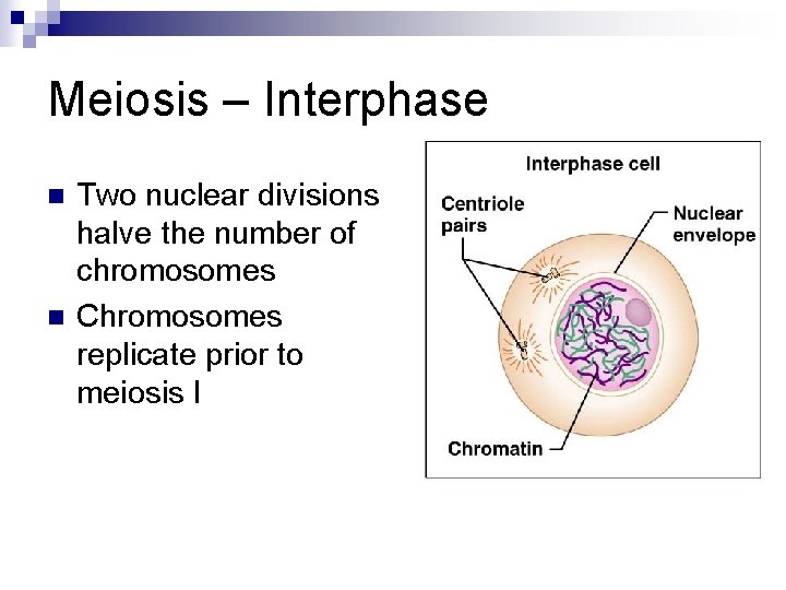 Meiosis – Interphase n n Two nuclear divisions halve the number of chromosomes Chromosomes