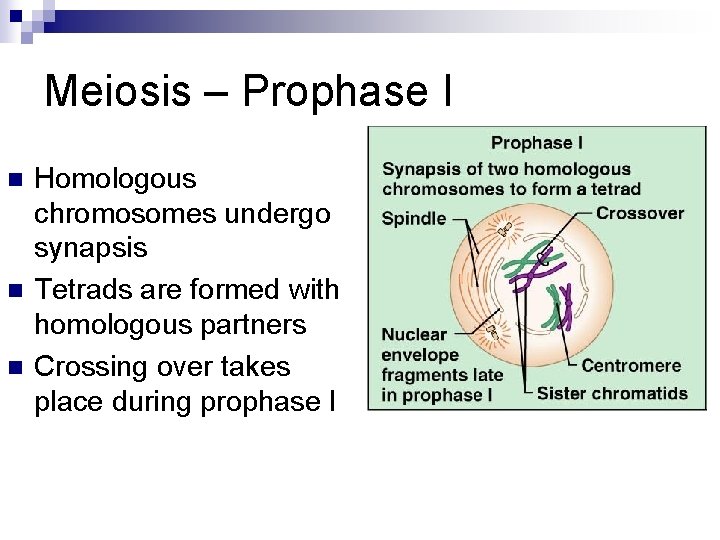 Meiosis – Prophase I n n n Homologous chromosomes undergo synapsis Tetrads are formed