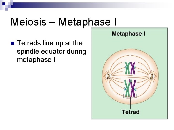 Meiosis – Metaphase I n Tetrads line up at the spindle equator during metaphase