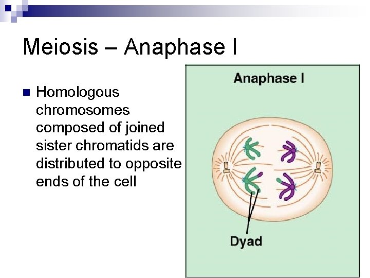 Meiosis – Anaphase I n Homologous chromosomes composed of joined sister chromatids are distributed