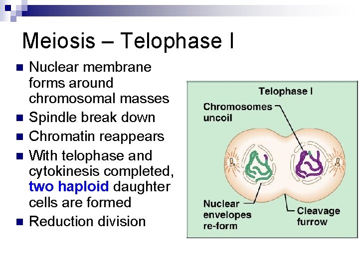 Meiosis – Telophase I n n n Nuclear membrane forms around chromosomal masses Spindle