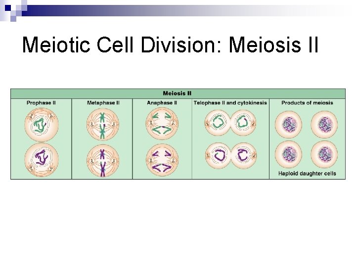 Meiotic Cell Division: Meiosis II 