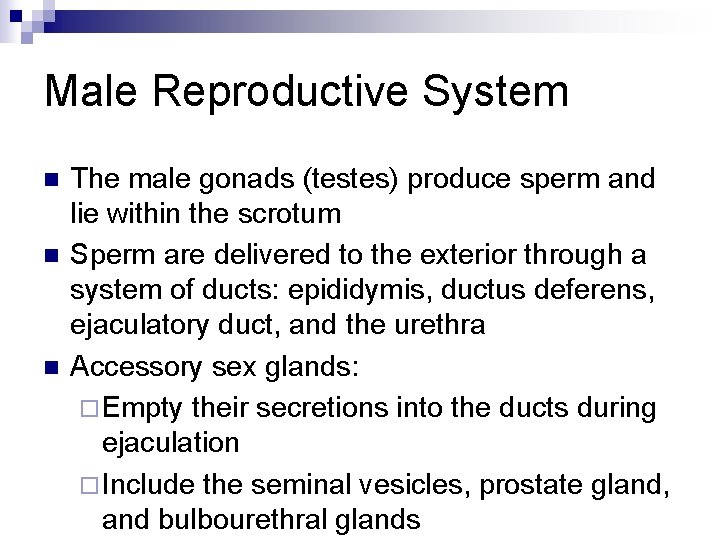 Male Reproductive System n n n The male gonads (testes) produce sperm and lie