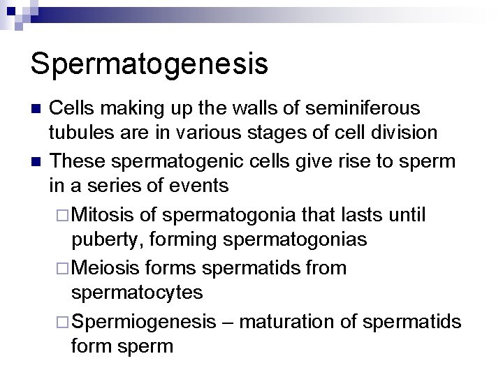 Spermatogenesis n n Cells making up the walls of seminiferous tubules are in various