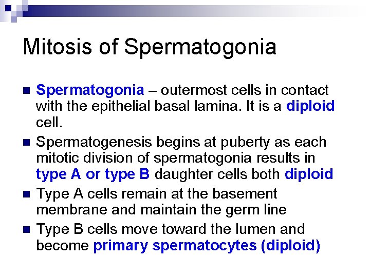 Mitosis of Spermatogonia n n Spermatogonia – outermost cells in contact with the epithelial