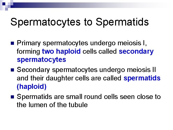 Spermatocytes to Spermatids n n n Primary spermatocytes undergo meiosis I, forming two haploid