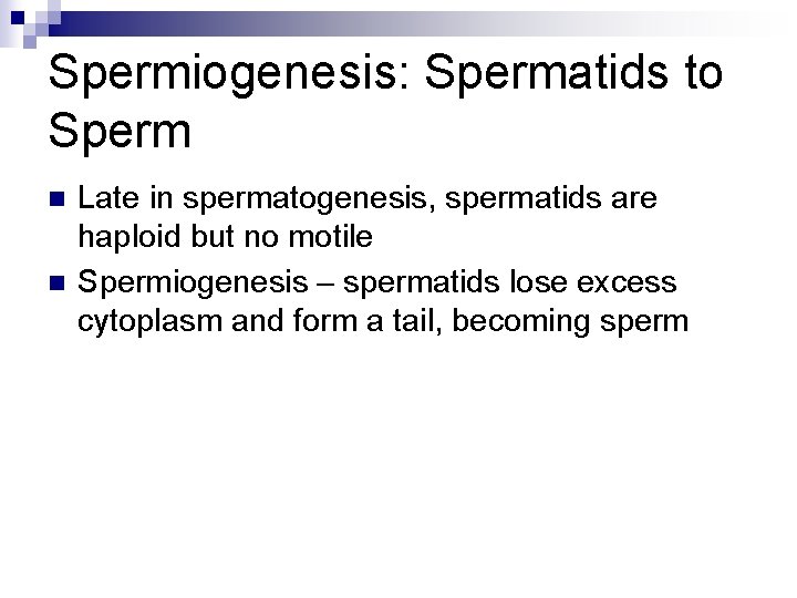 Spermiogenesis: Spermatids to Sperm n n Late in spermatogenesis, spermatids are haploid but no