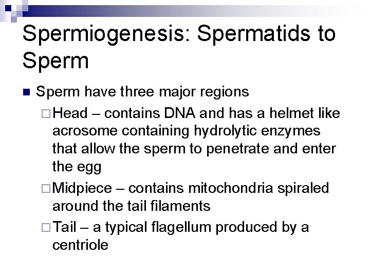 Spermiogenesis: Spermatids to Sperm n Sperm have three major regions ¨ Head – contains