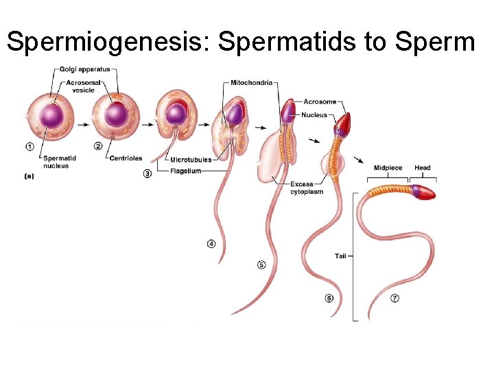 Spermiogenesis: Spermatids to Sperm 