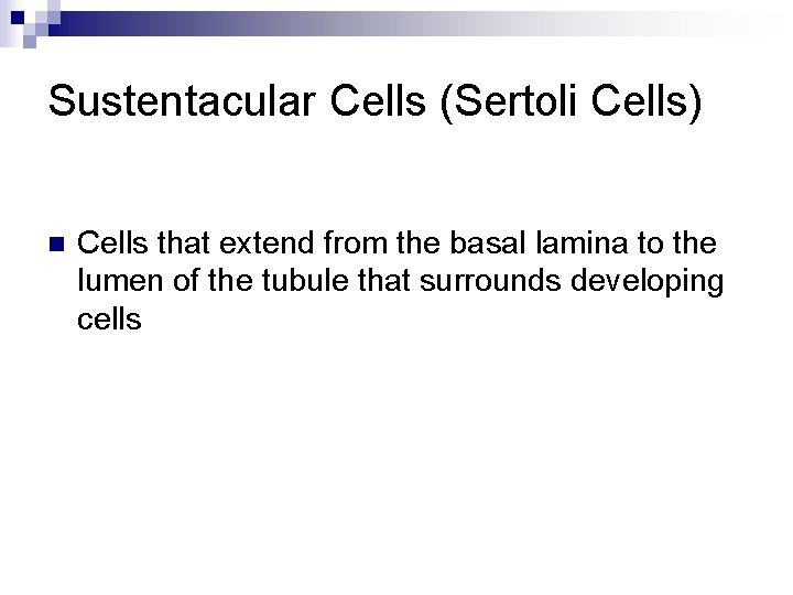 Sustentacular Cells (Sertoli Cells) n Cells that extend from the basal lamina to the