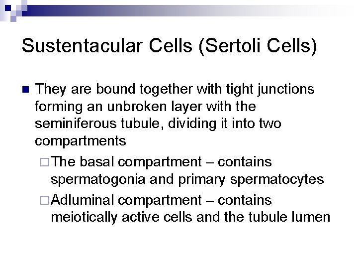 Sustentacular Cells (Sertoli Cells) n They are bound together with tight junctions forming an