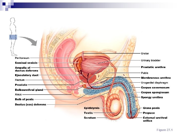 Male Reproductive System Figure 27. 1 