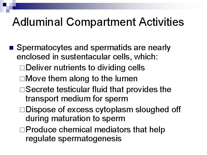 Adluminal Compartment Activities n Spermatocytes and spermatids are nearly enclosed in sustentacular cells, which: