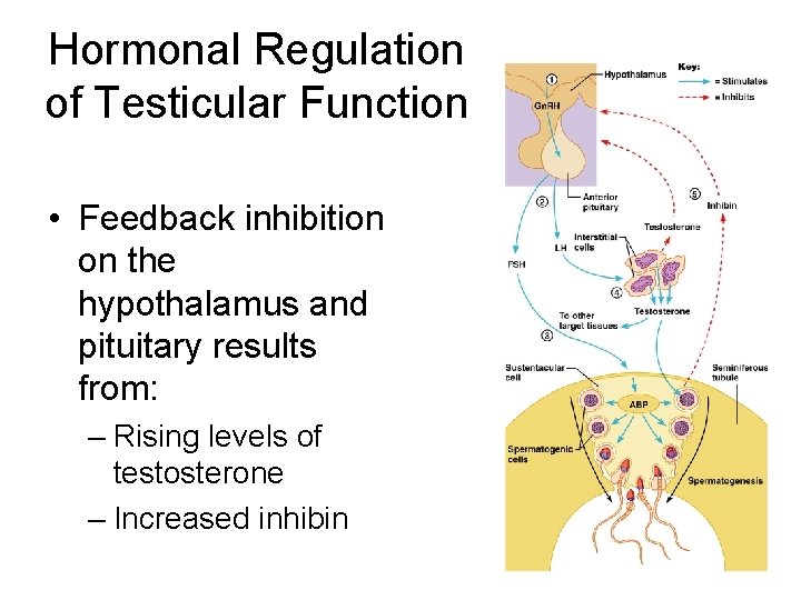 Hormonal Regulation of Testicular Function • Feedback inhibition on the hypothalamus and pituitary results