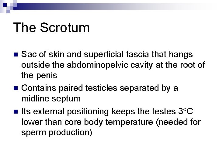 The Scrotum n n n Sac of skin and superficial fascia that hangs outside