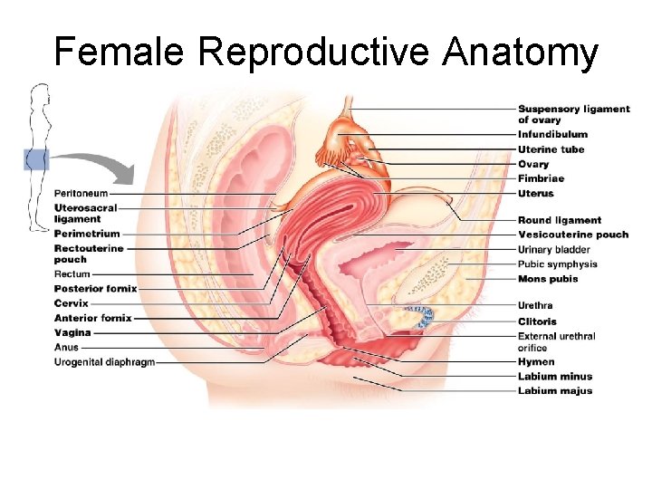 Female Reproductive Anatomy 