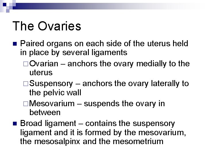 The Ovaries n n Paired organs on each side of the uterus held in