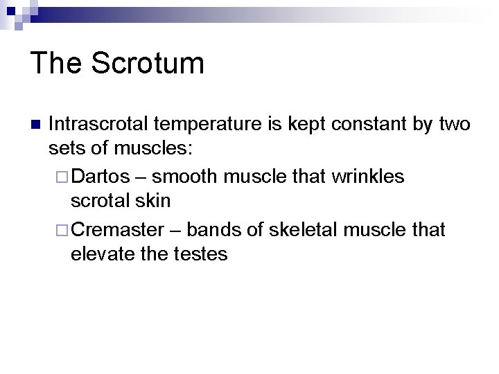 The Scrotum n Intrascrotal temperature is kept constant by two sets of muscles: ¨