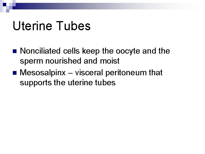 Uterine Tubes n n Nonciliated cells keep the oocyte and the sperm nourished and