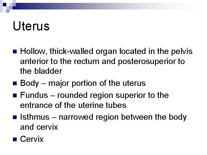 Uterus n n n Hollow, thick-walled organ located in the pelvis anterior to the