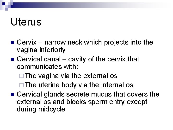 Uterus n n n Cervix – narrow neck which projects into the vagina inferiorly